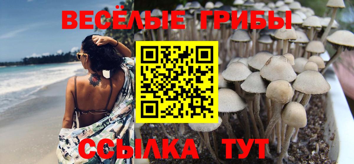 Мичуринск  Галлюциногенные грибы Psilocybe  Вход с VPN  Галлюциногенные грибы MAGIC MUSHROOMS 